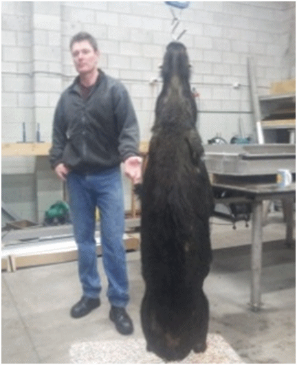 Ross and wild pig